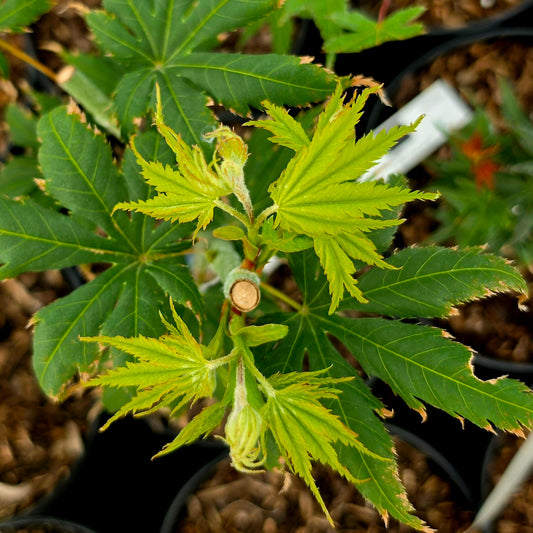 Acer palmatum Ki Hachijoh