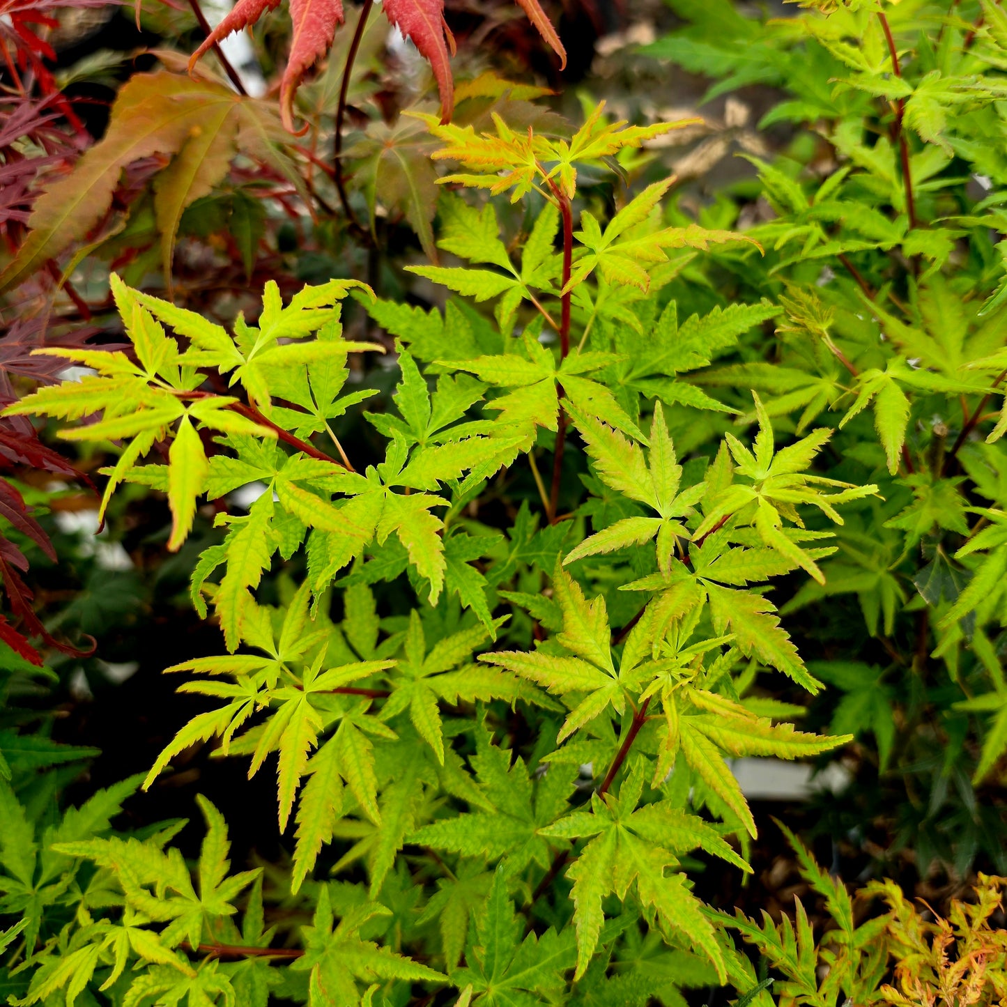 Acer palmatum Ko Chidori