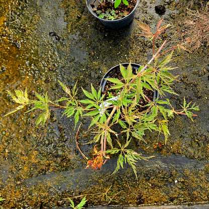 Acer palmatum Kyogu Shidare