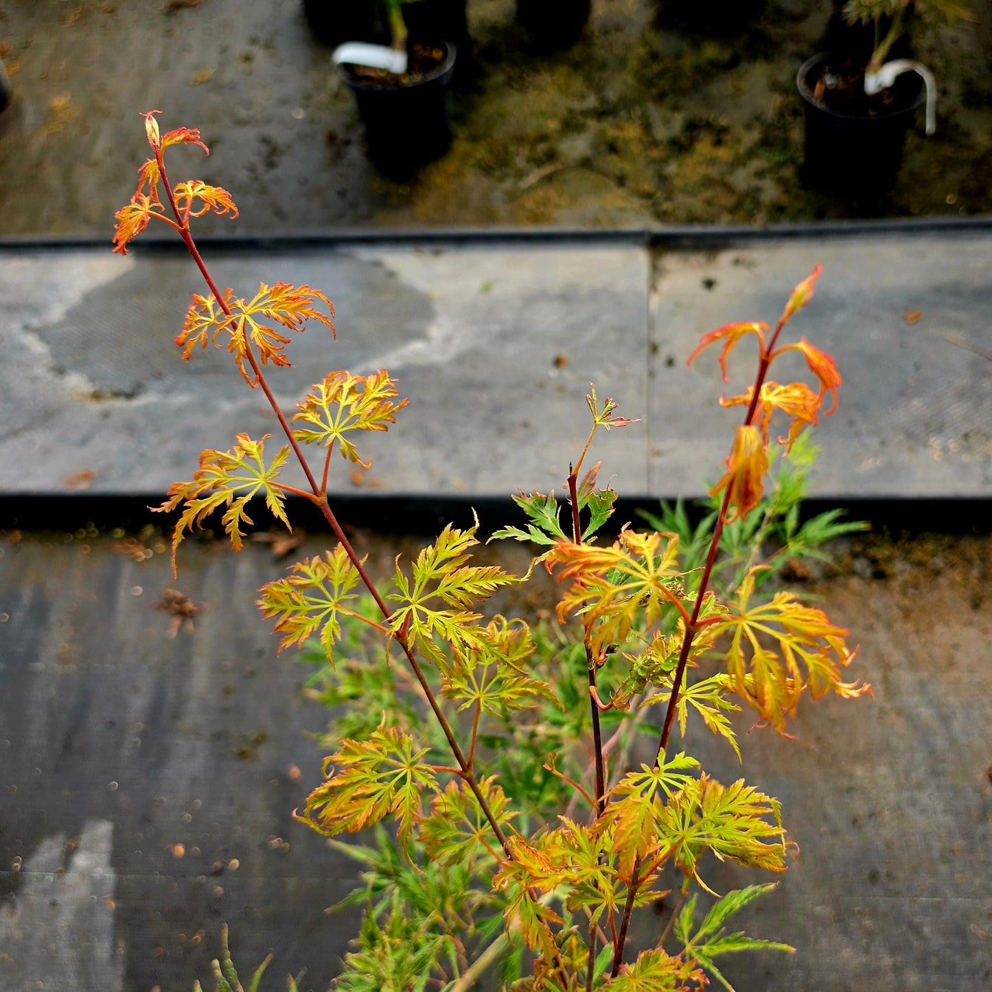 Acer palmatum Kyogu Shidare
