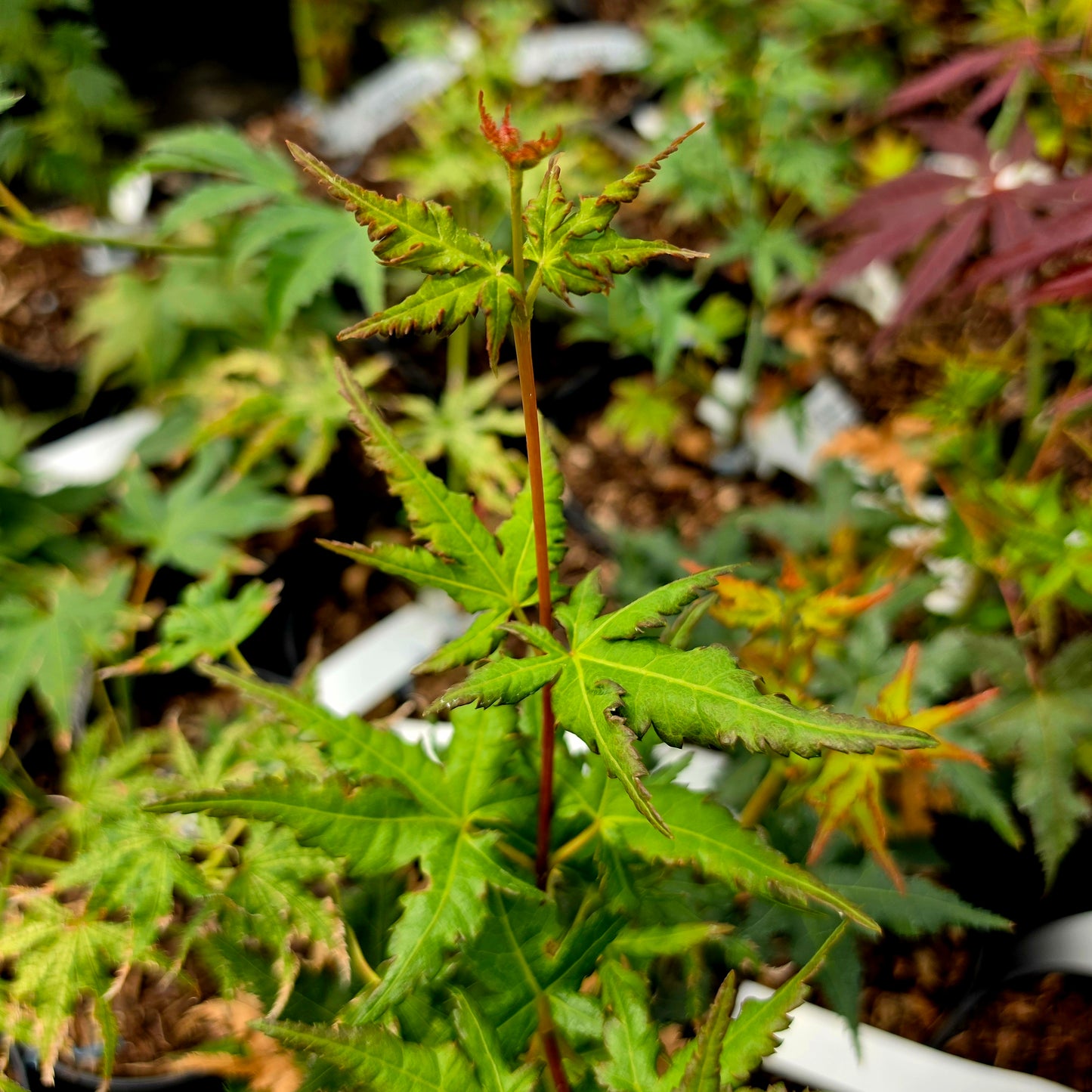 Acer palmatum Kyra