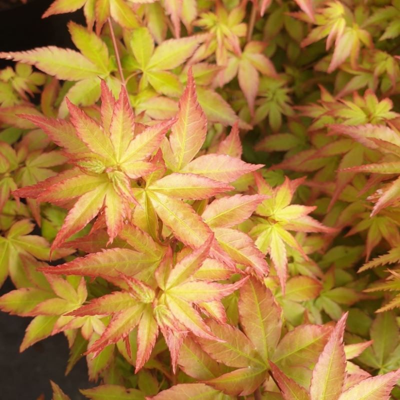 Acer palmatum Little Princess