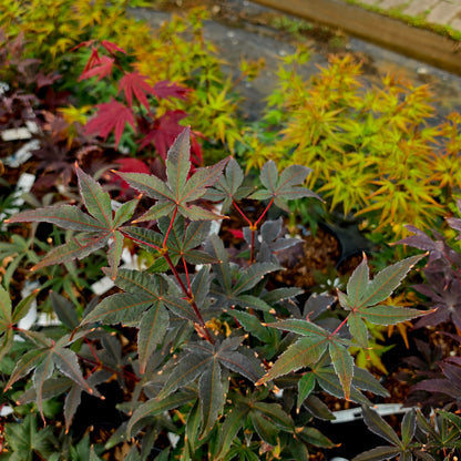 Acer palmatum Little Red