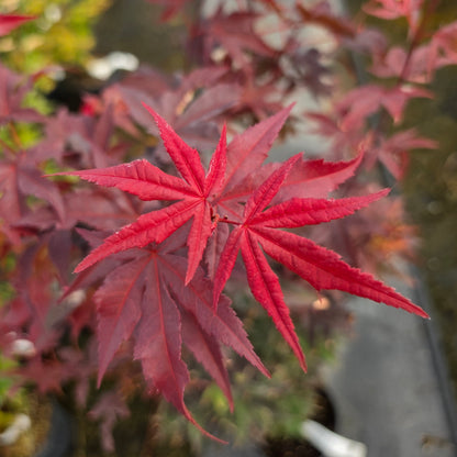 Acer palmatum Little Red
