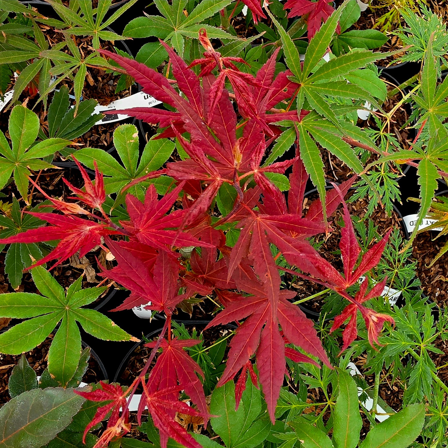 Acer palmatum Long Men