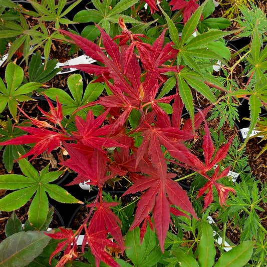 Acer palmatum Long Men