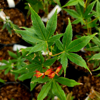 Acer palmatum Lucky Star