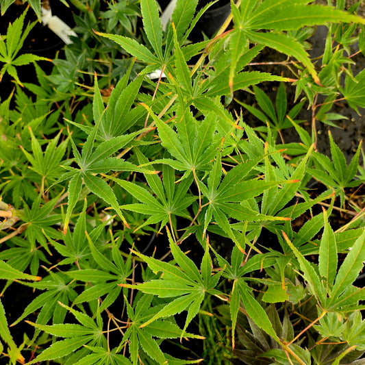 Acer palmatum Matsu Kaze