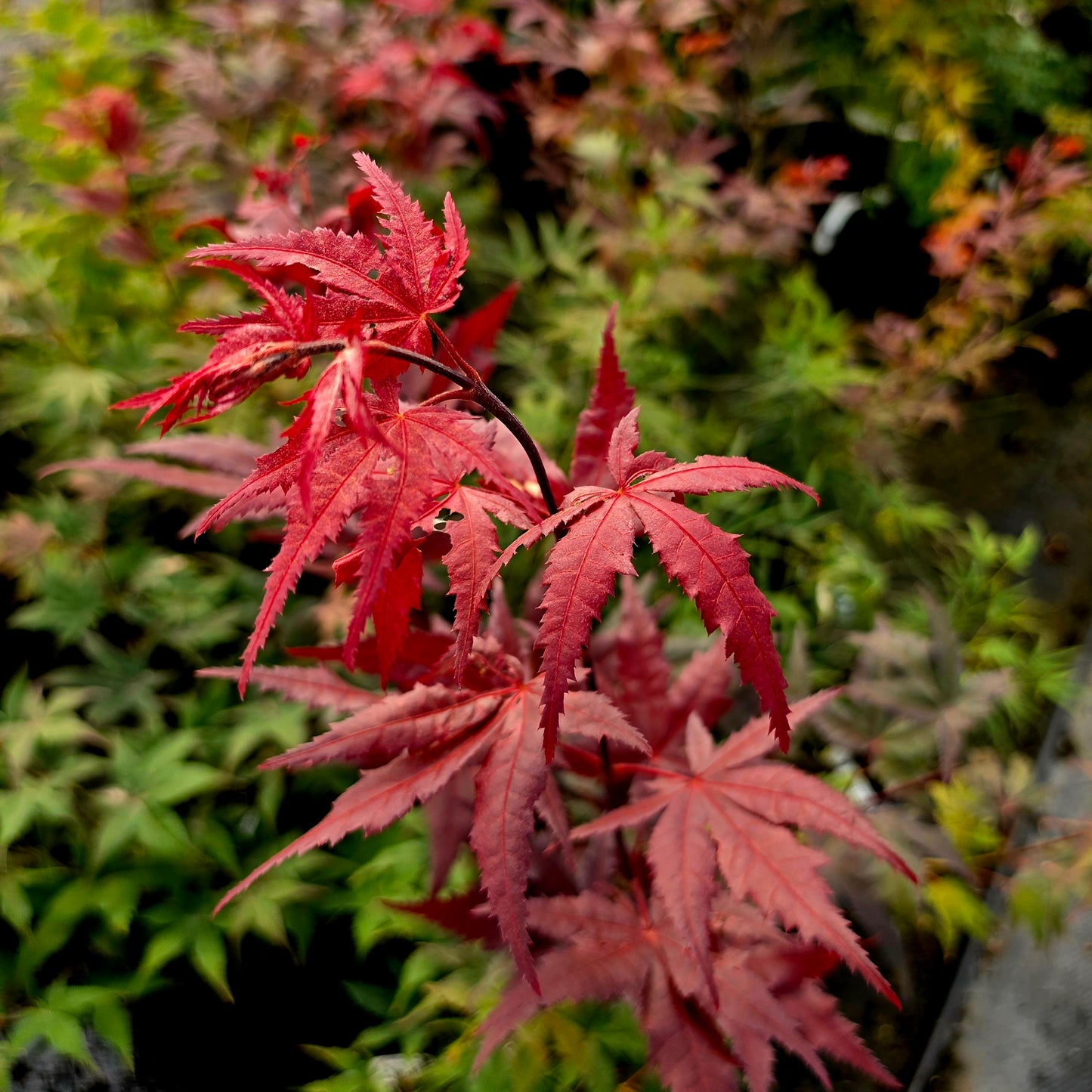 Acer palmatum Matsu Kubo