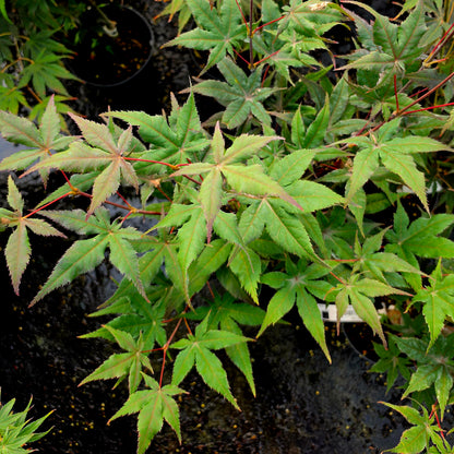 Acer palmatum Matsu Kubo