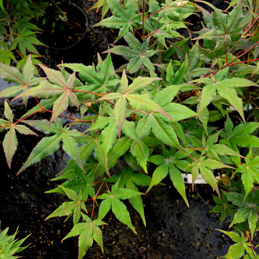Acer palmatum Matsu Kubo