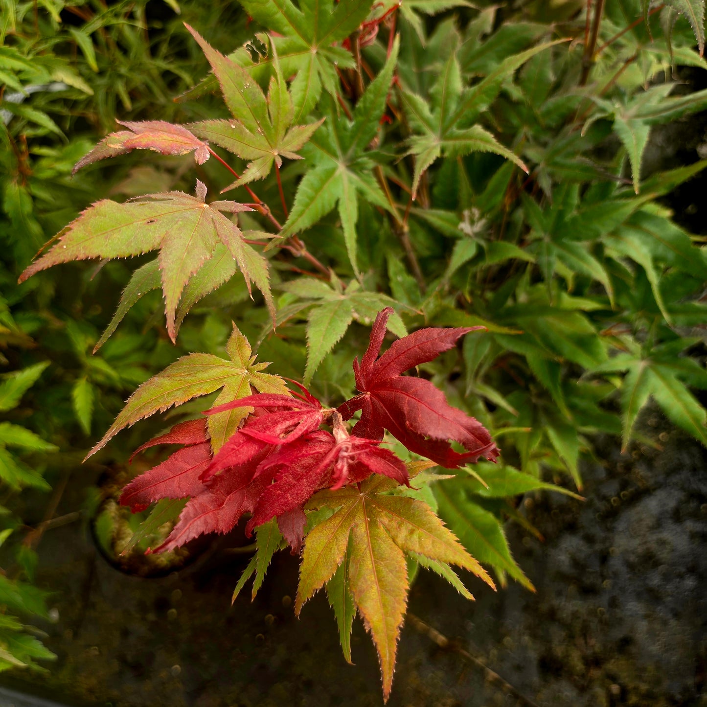 Acer palmatum Matsu Kubo