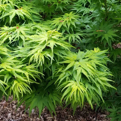 Acer palmatum Mikawa Yatsubusa 