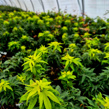Acer palmatum Mikawa Yatsubusa