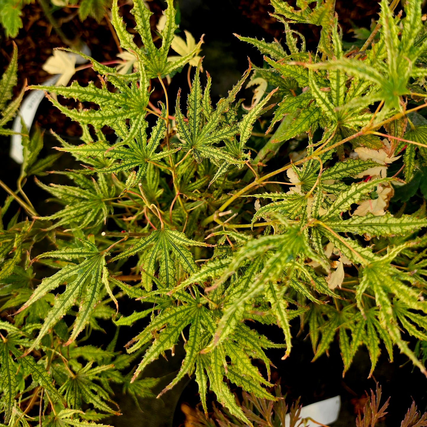 Acer palmatum Mikazuki