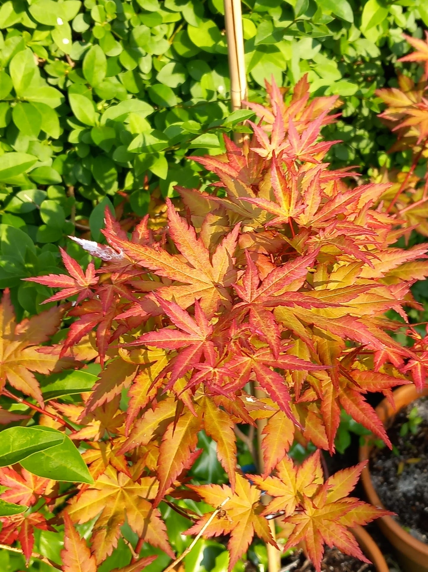 Acer palmatum Mila