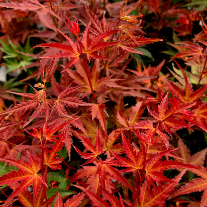 Acer palmatum Mira
