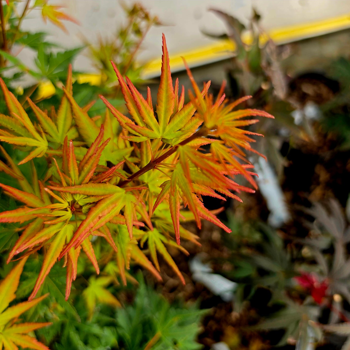 Acer palmatum Miss Piggy