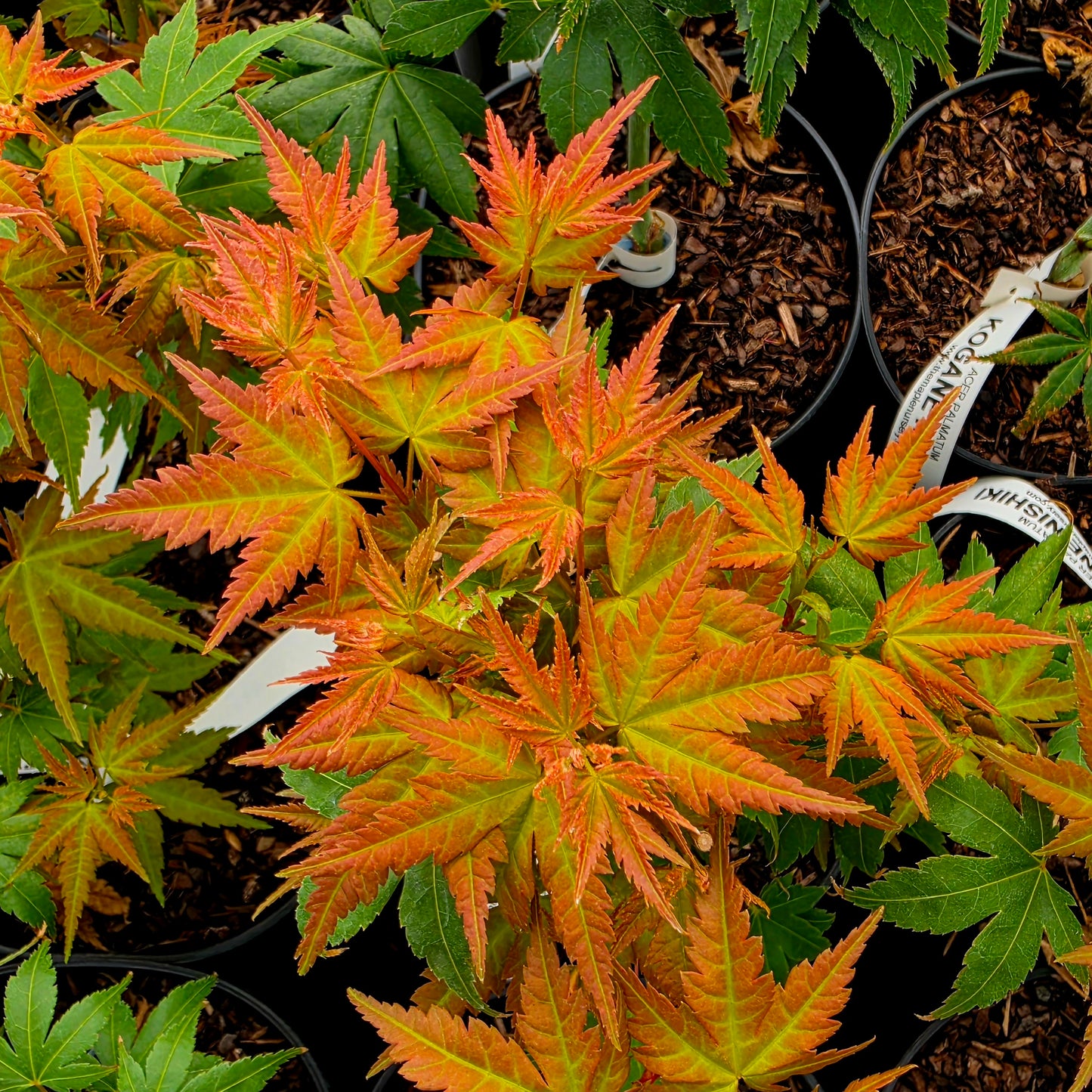 Acer palmatum Momoiro Koyasan