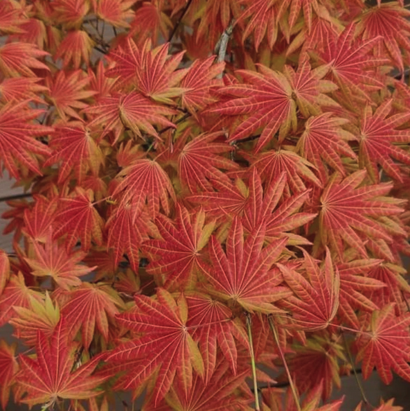 Acer shirasawanum 'Moonrise'®