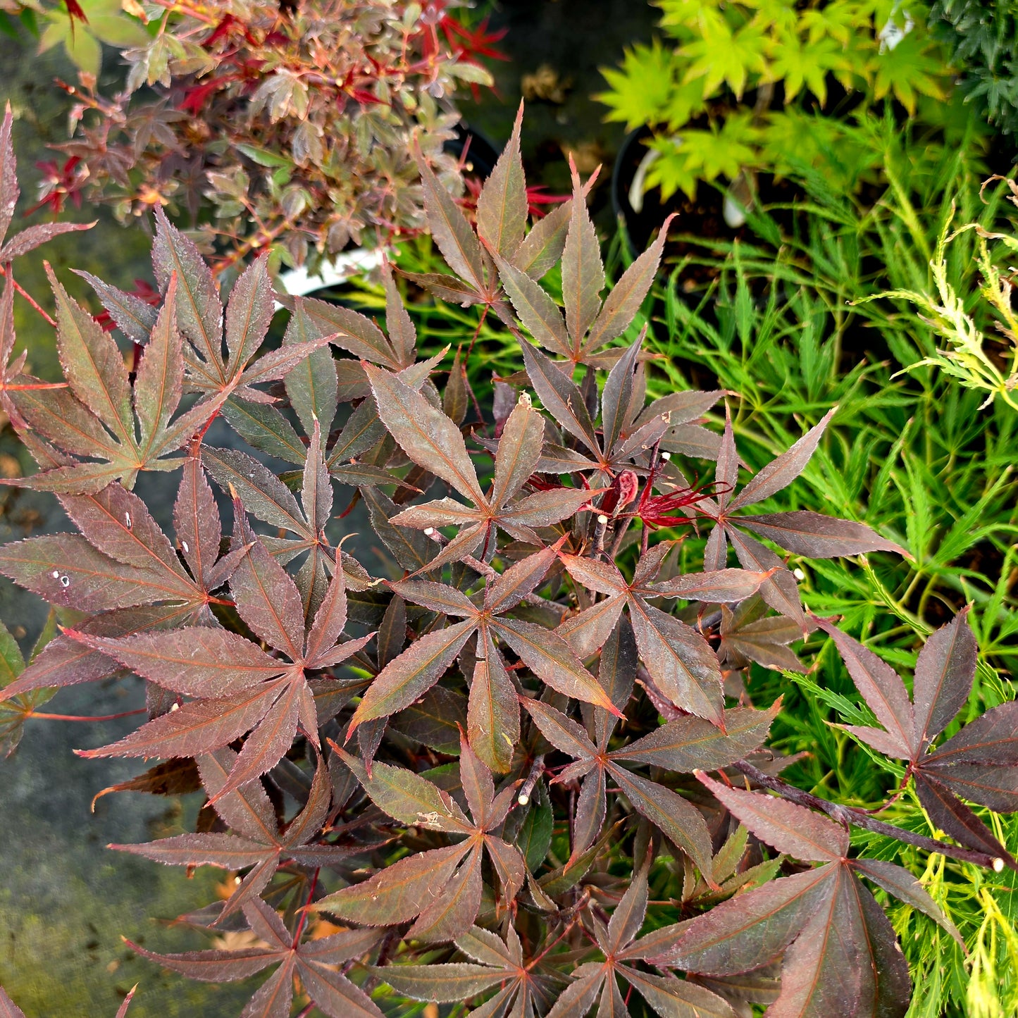 Acer palmatum Moonshadow