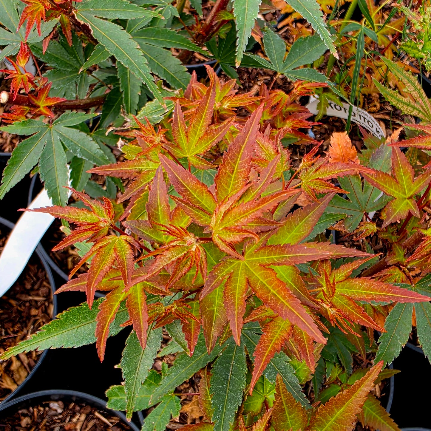 Acer palmatum Murasaki Kiyohime