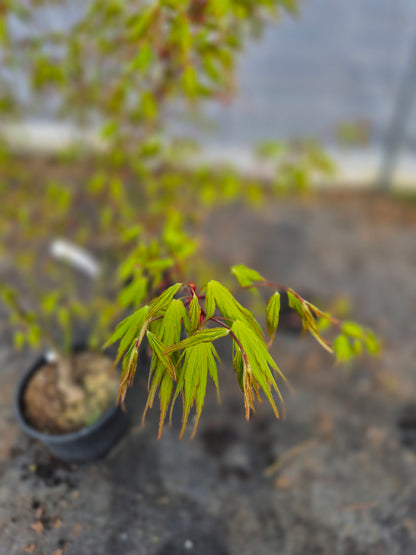 Acer palmatum Nishiki Yamato