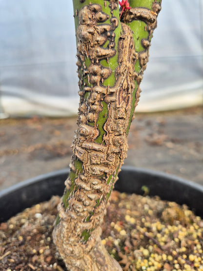 Acer palmatum Nishiki Yamato