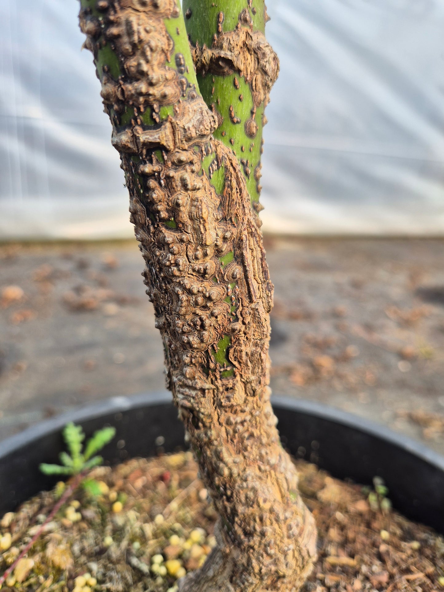 Acer palmatum Nishiki Yamato