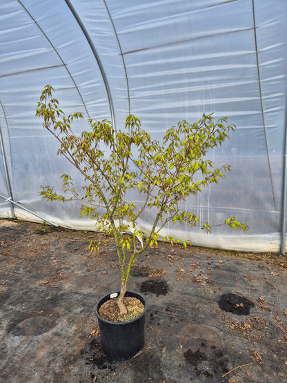 Acer palmatum Nishiki Yamato