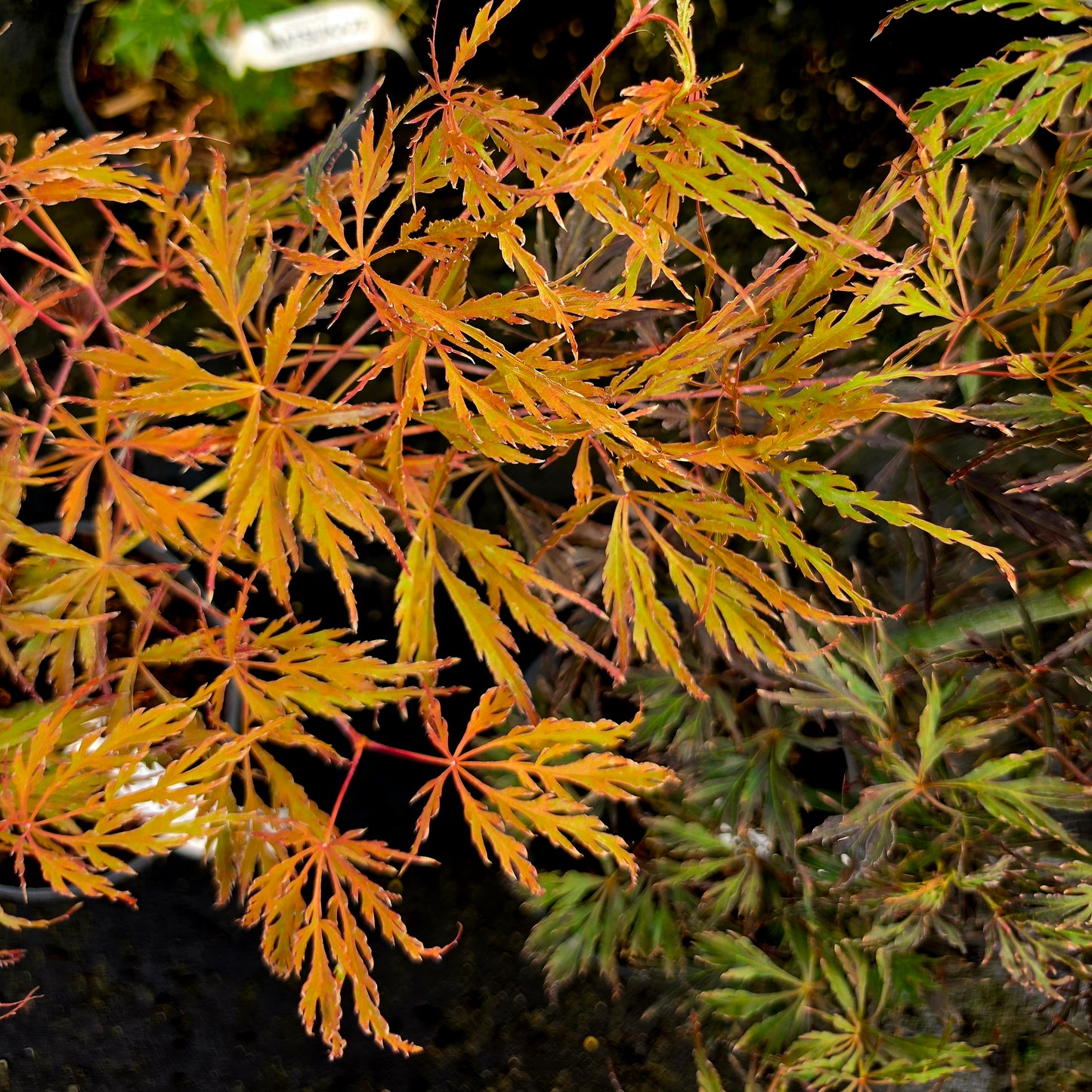 Acer palmatum Octopus