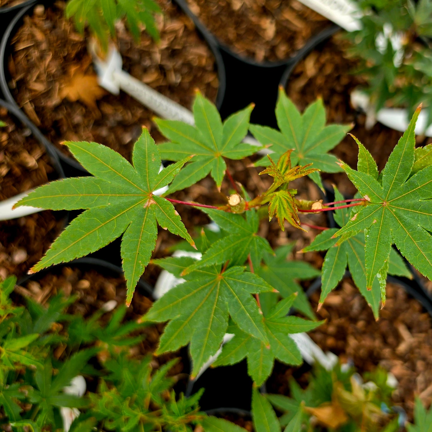 Acer palmatum Ogi Nagashi