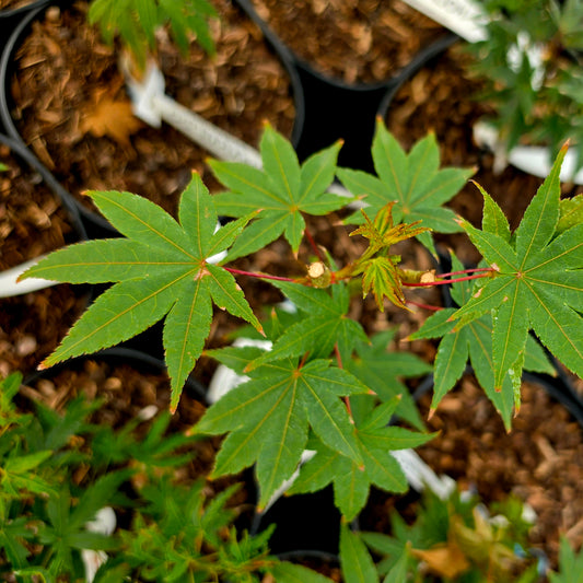 Acer palmatum Ogi Nagashi