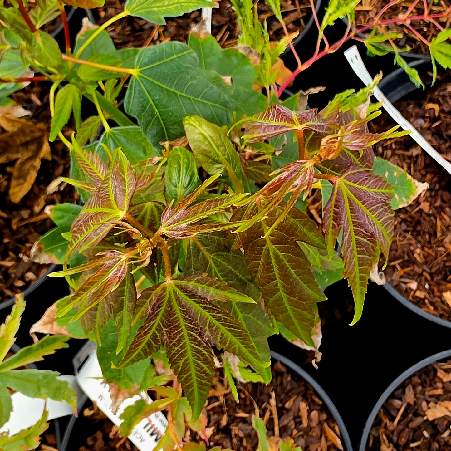 Acer oliverianum