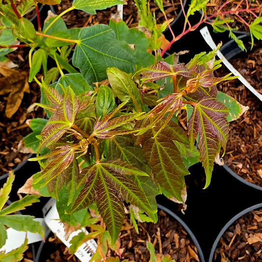 Acer oliverianum