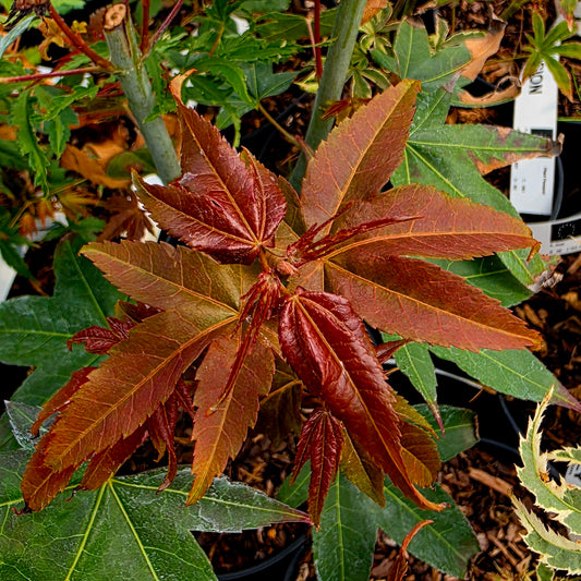 Acer oliverianum subsp. formosanum