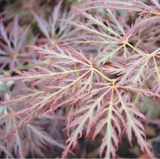 Acer palmatum Ornatum
