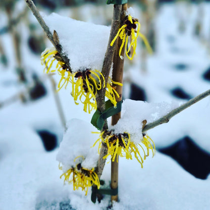 Hamamelis × intermedia Pallida