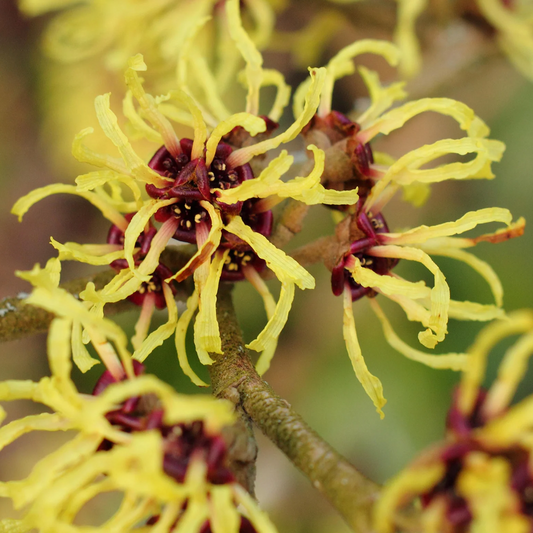 Hamamelis × intermedia Pallida