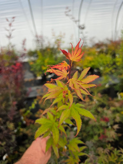 Acer palmatum Paul's Variegated (zurückentwickelt!)