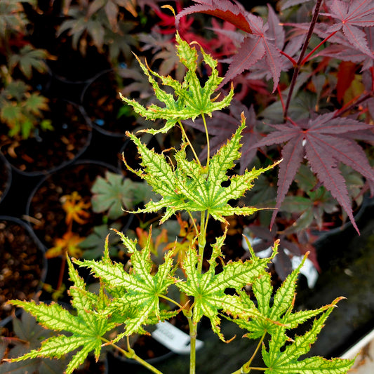 Acer palmatum Peaches & Cream