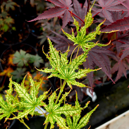 Acer palmatum Peaches & Cream