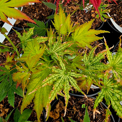 Acer palmatum Peaches & Cream