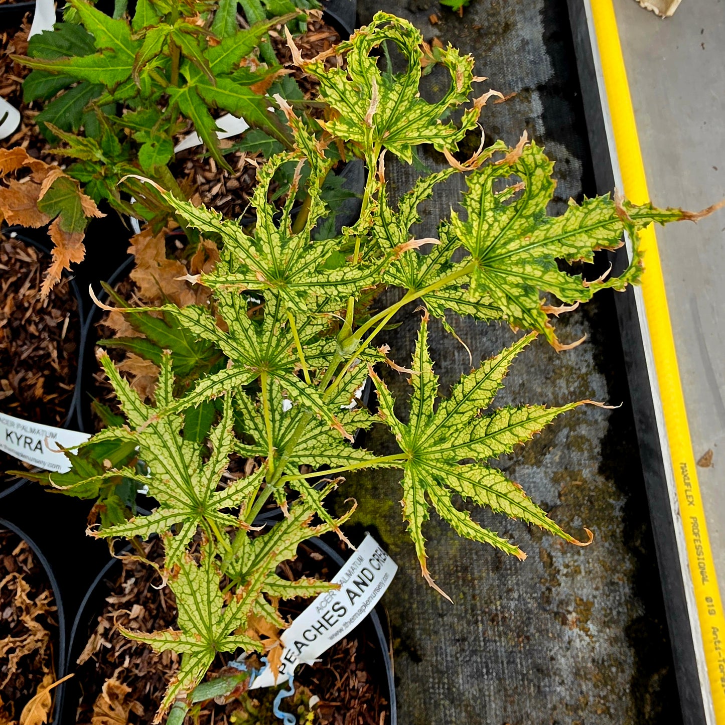 Acer palmatum Peaches & Cream