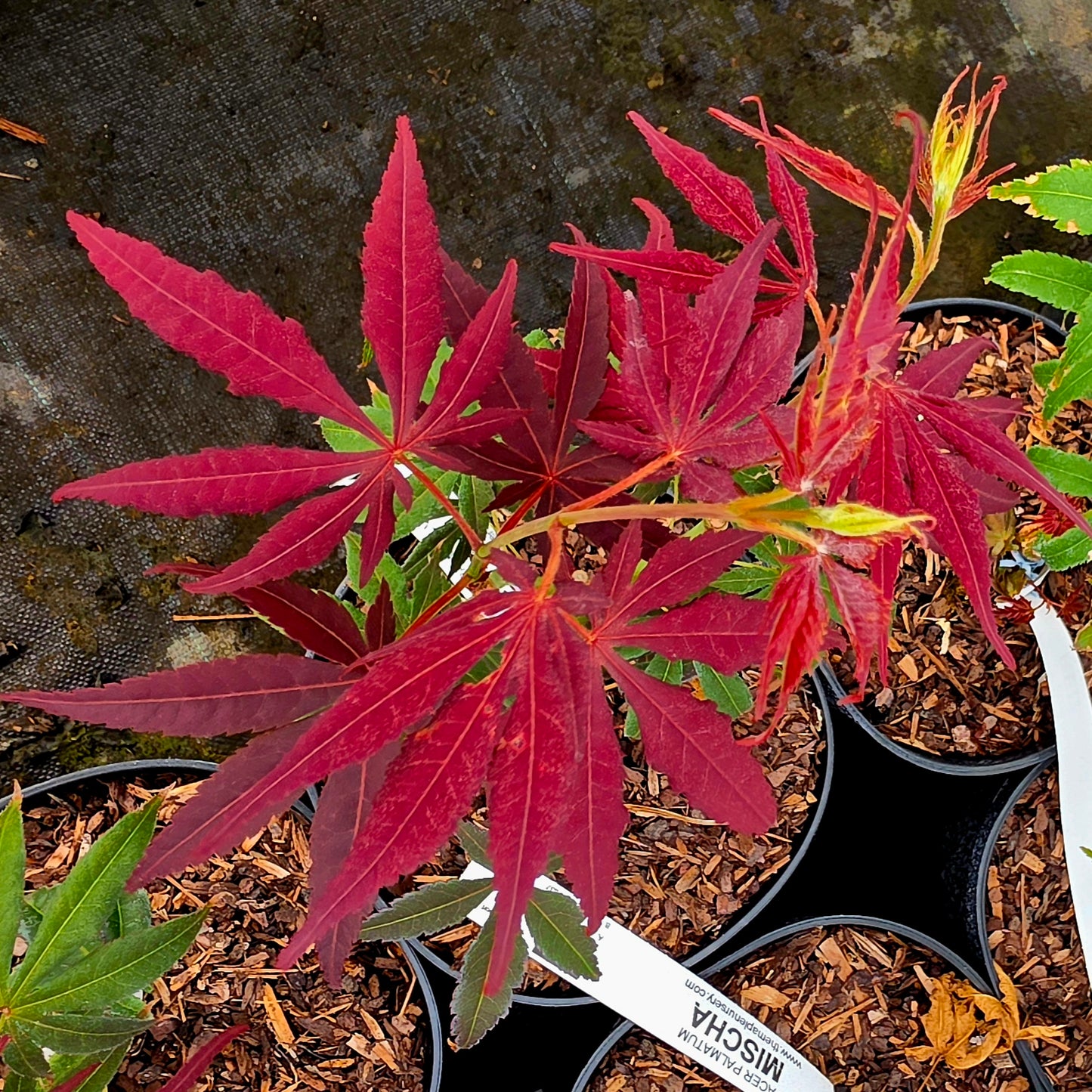 Acer palmatum Red Jonas