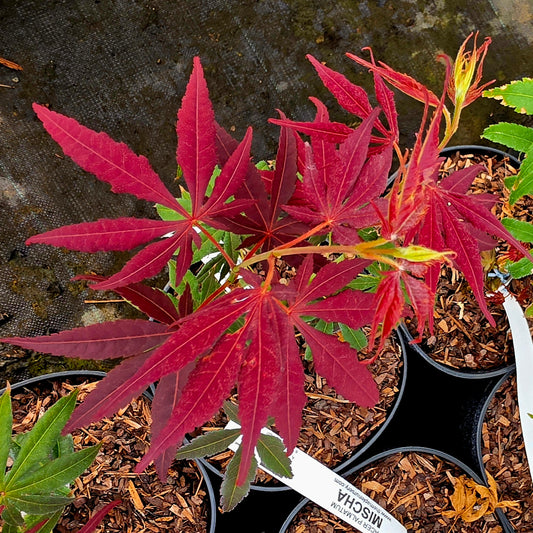 Acer palmatum Red Jonas
