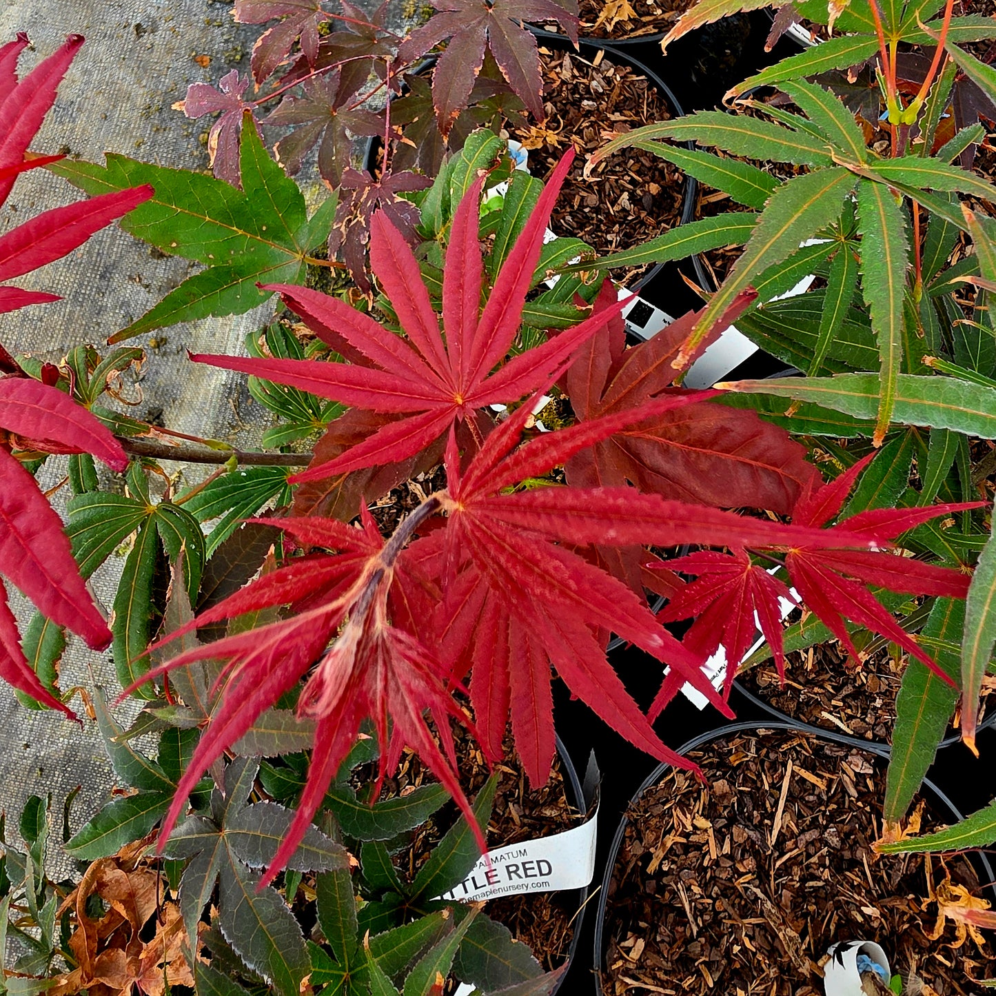 Acer palmatum Red Planet