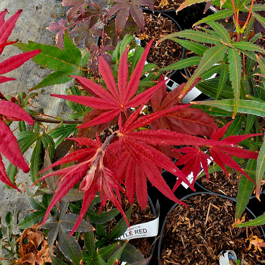 Acer palmatum Red Planet