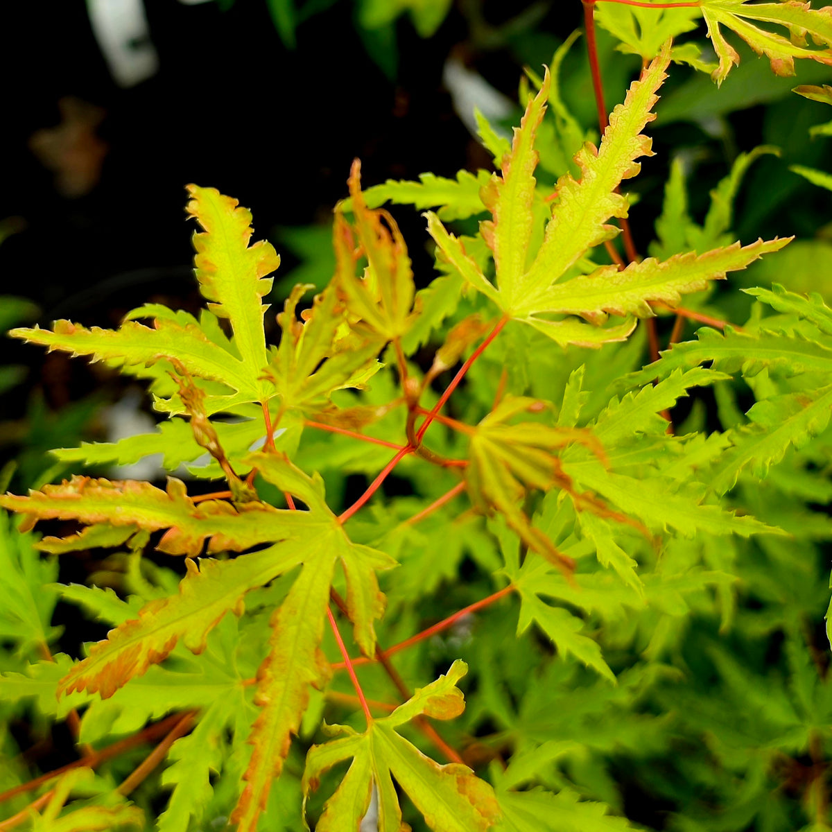 Acer palmatum Milky Way