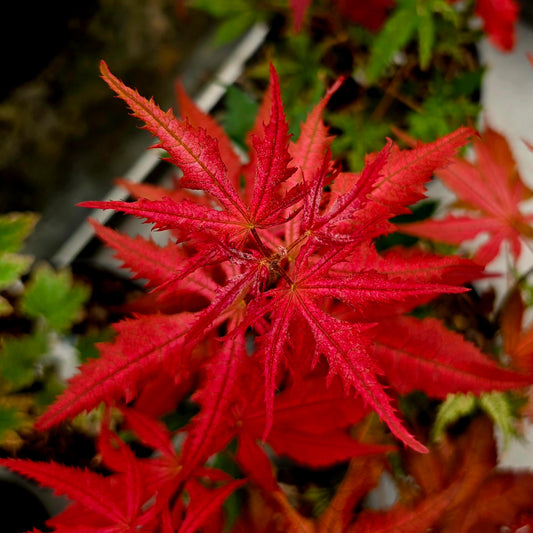 Acer palmatum Celebration